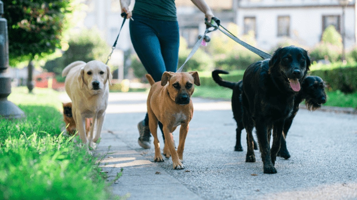 lady walking dogs