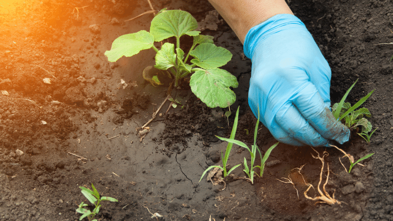 weed garden